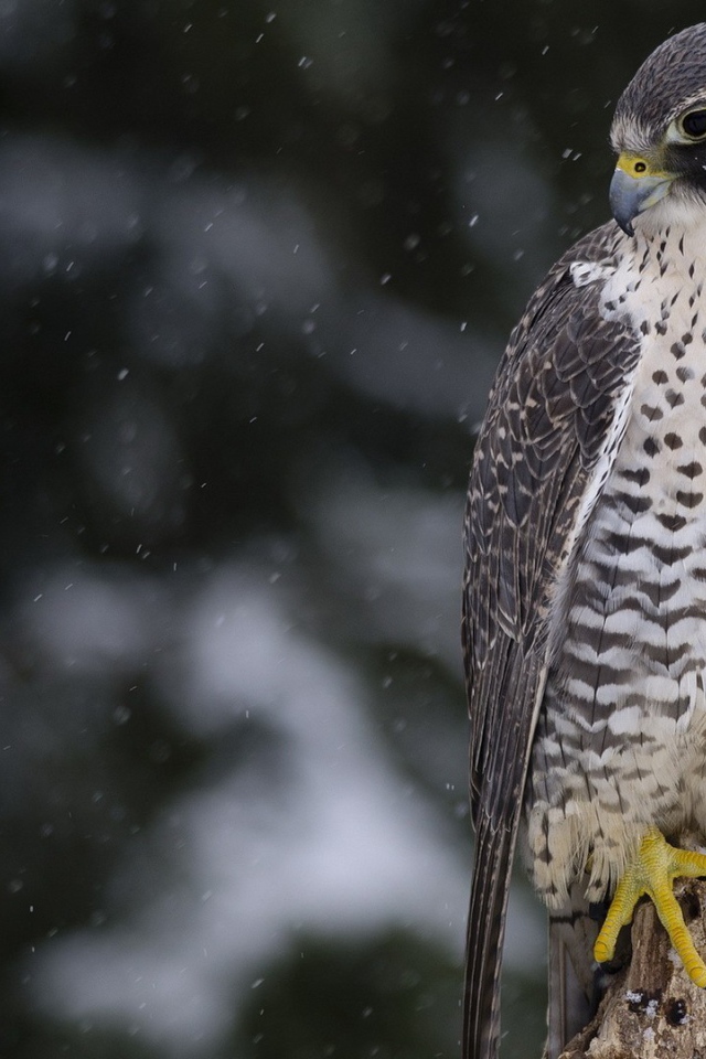 Сокол среди снегопада