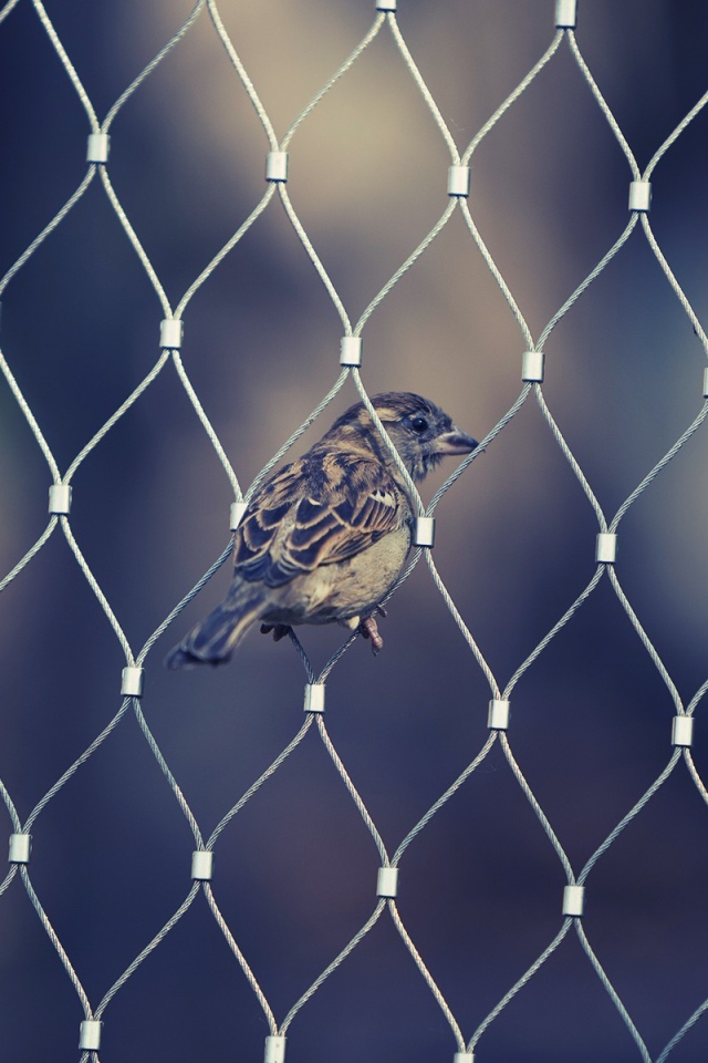 Воробей в ячейке сетчатого забора