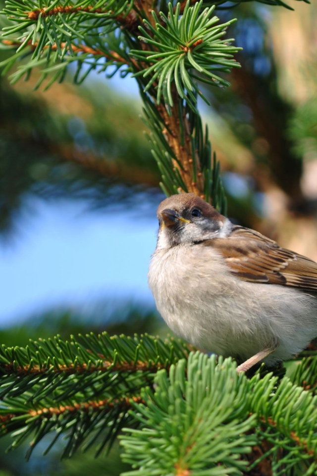 Воробей на еловой ветке