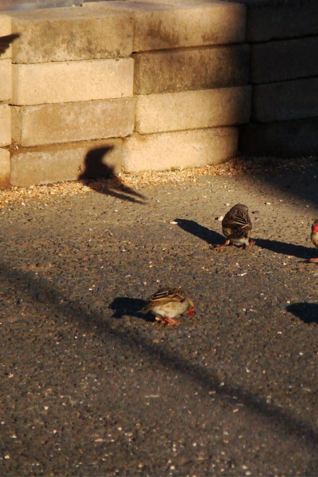 Воробьи ищут чем поживиться