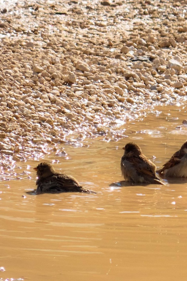 Воробьи купаются в луже