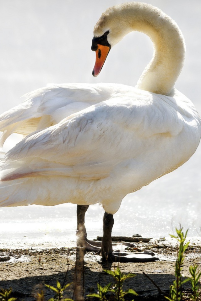 Лебедь ведет своего птенца к воде