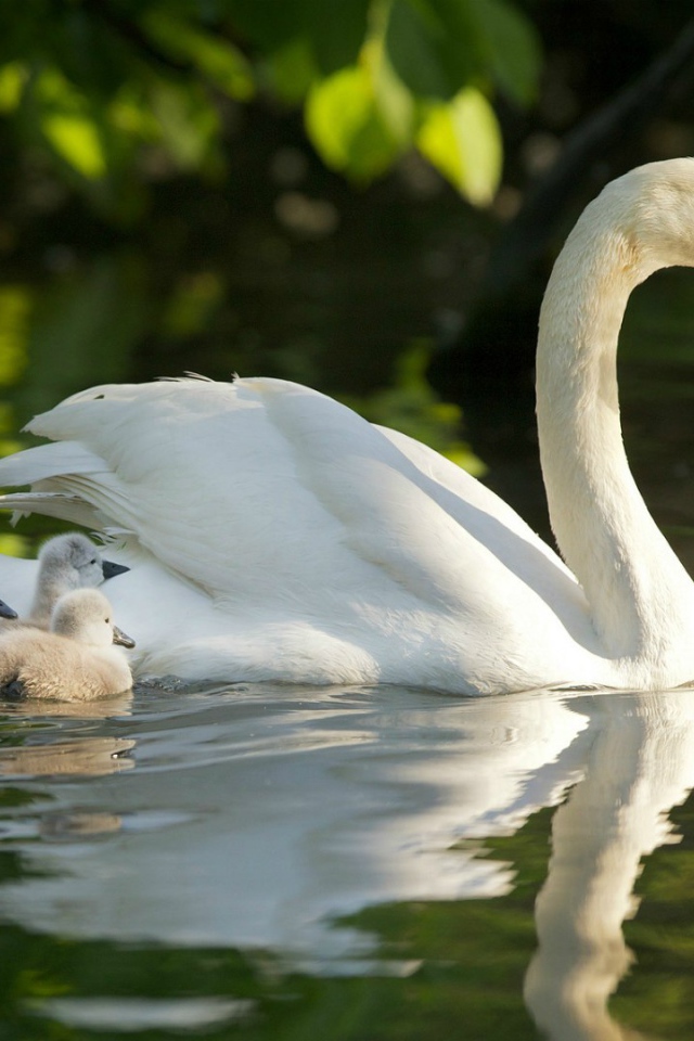 Лебедь с выводком на воде