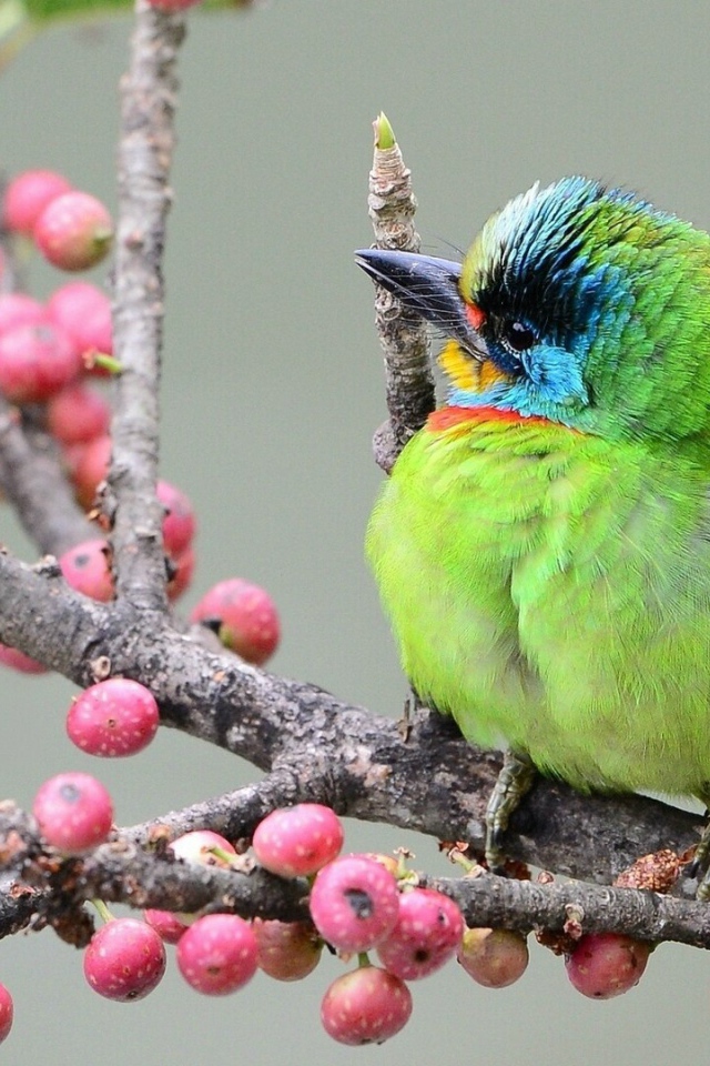 Тайваньский чернобровый бородастик