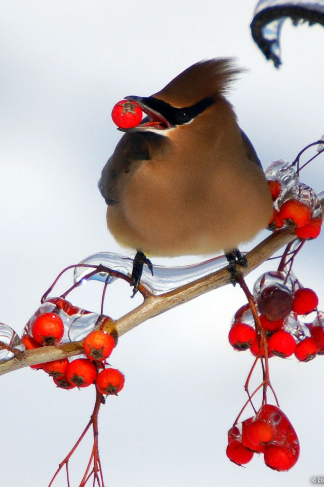 Птица ест рябину