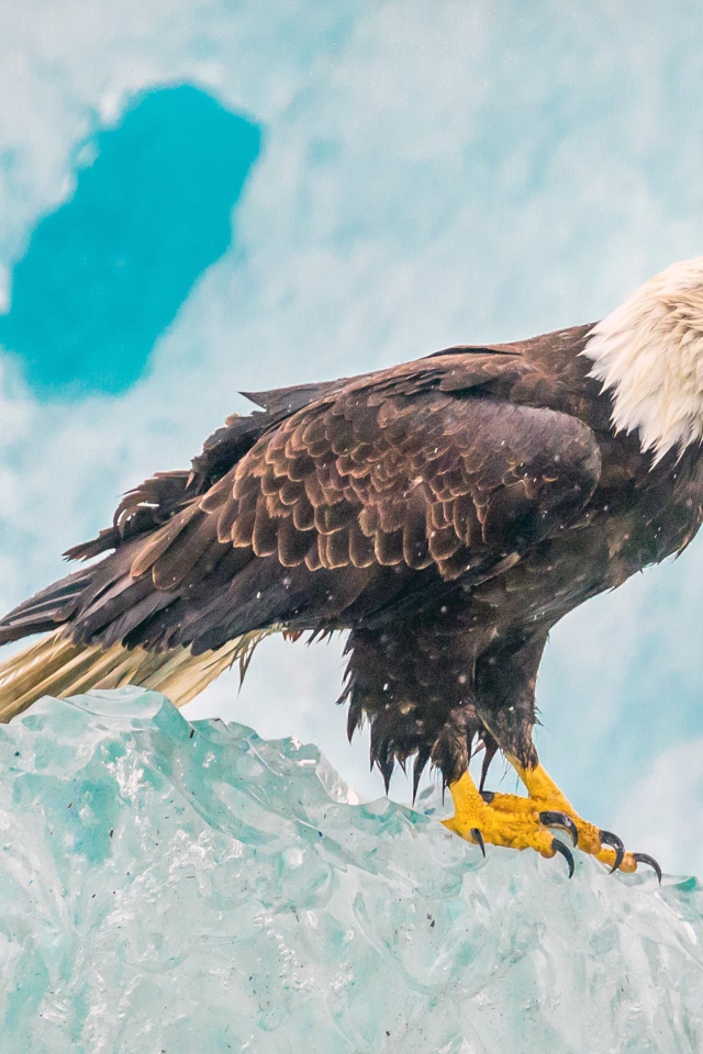 Орел сидит на глыбе льда