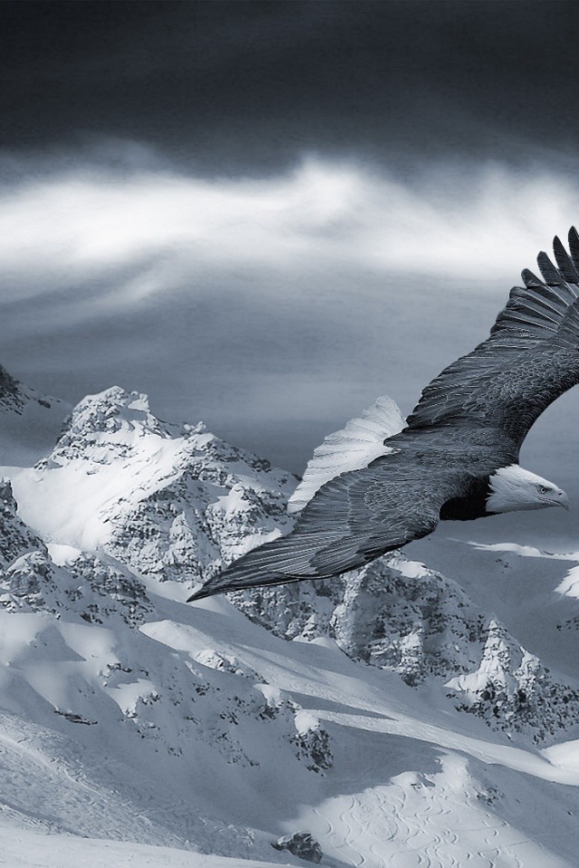 Орел парит в горах