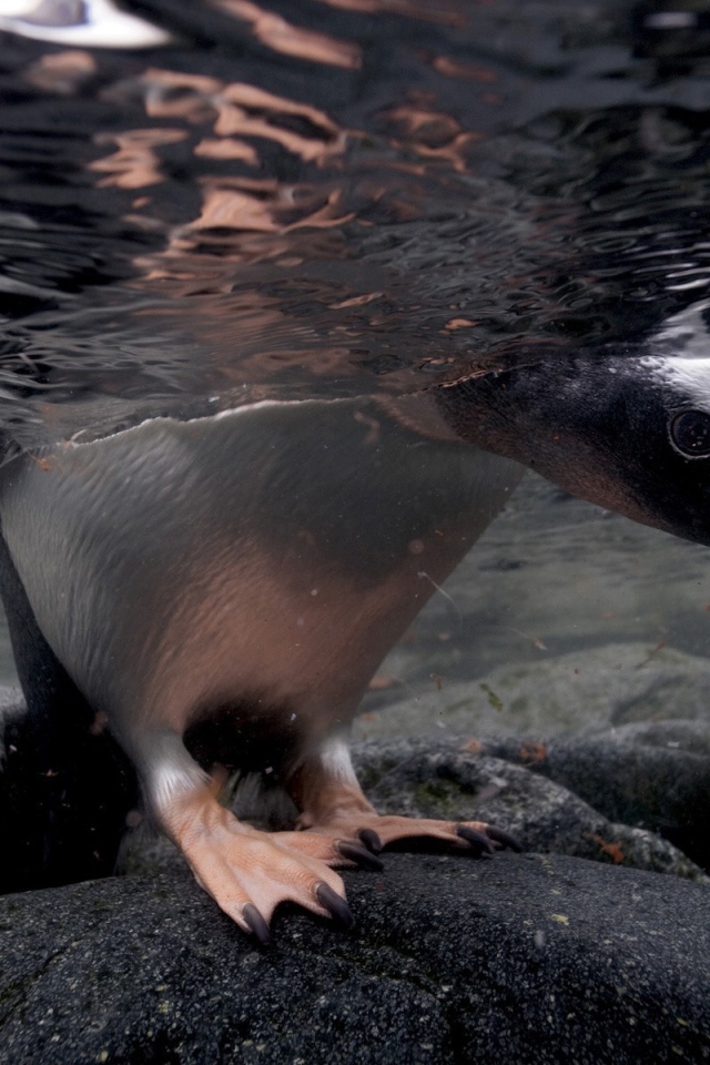 Голова и лапы пингвина под водой