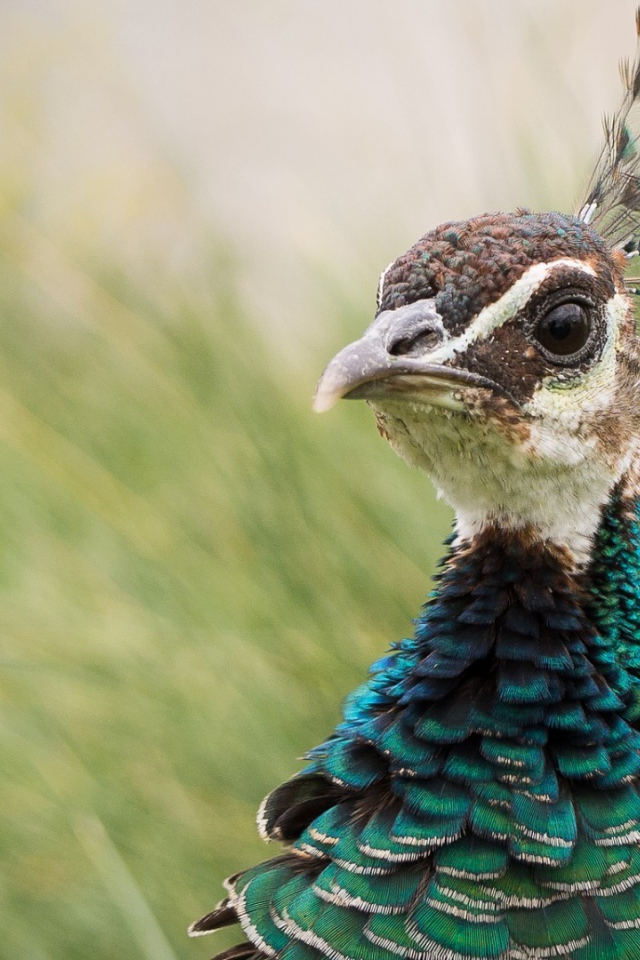 Голова дикого фазана