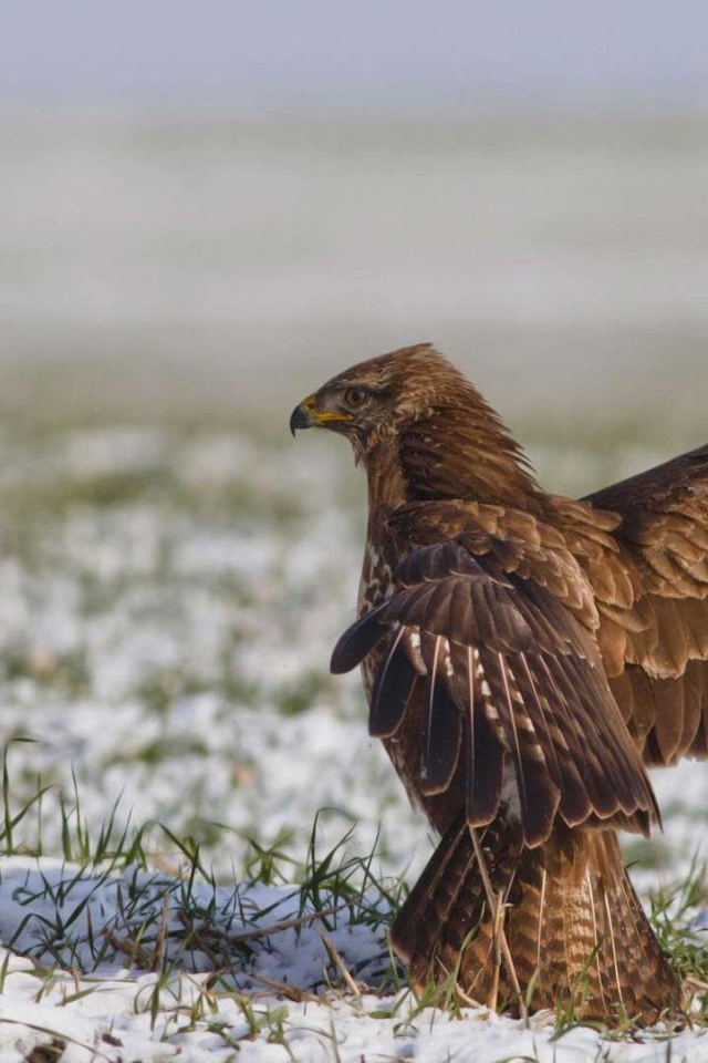 Встреча двух диких птиц