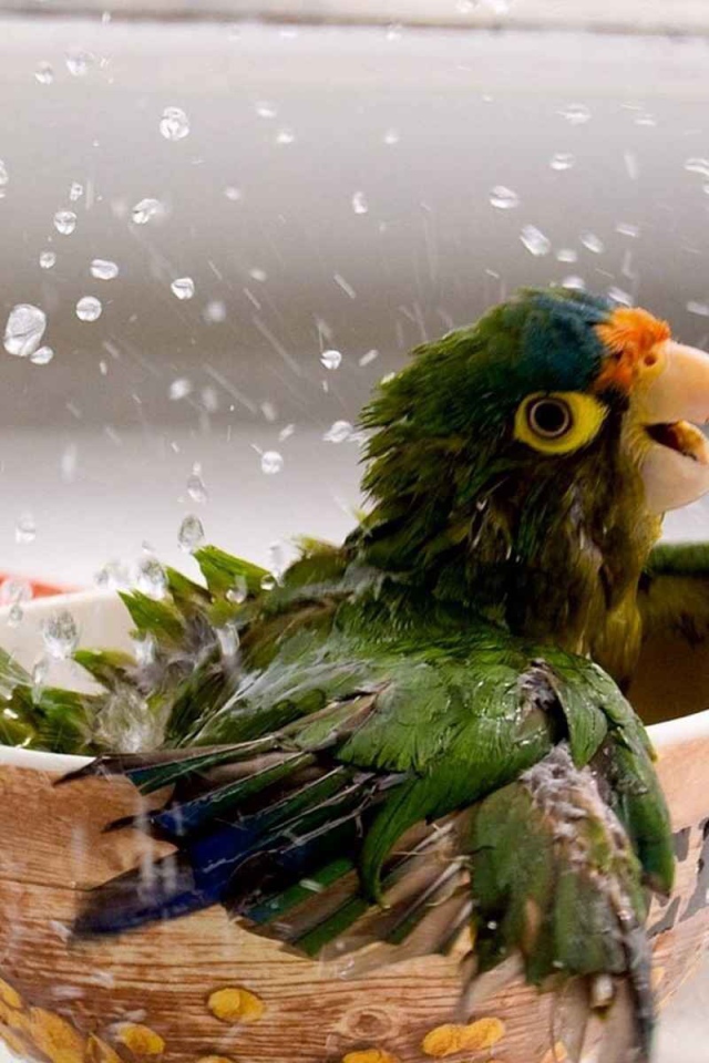 Попугай купается в чашке