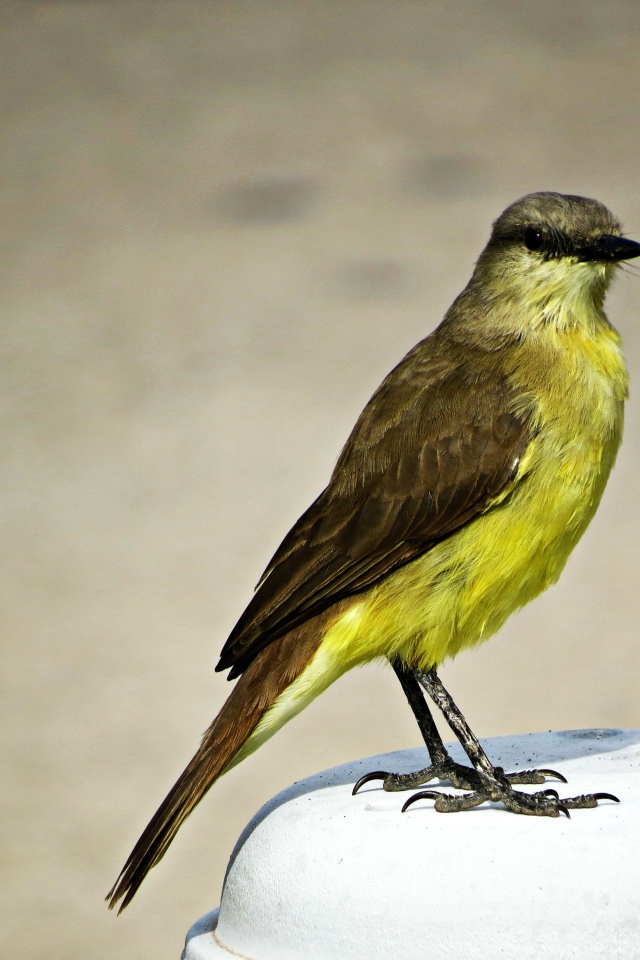 Необычная птица с желтой грудкой