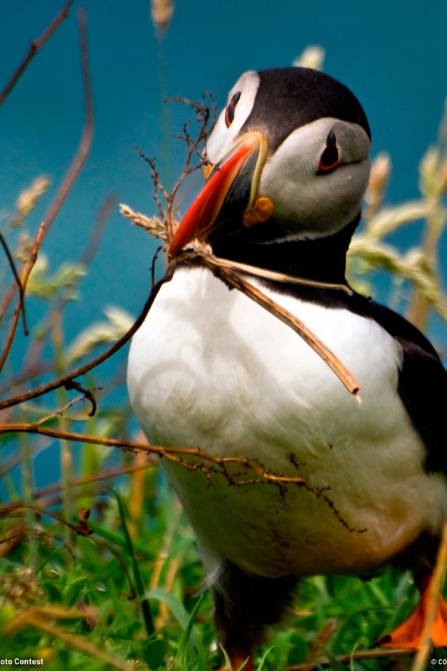 Идет строительство гнезда
