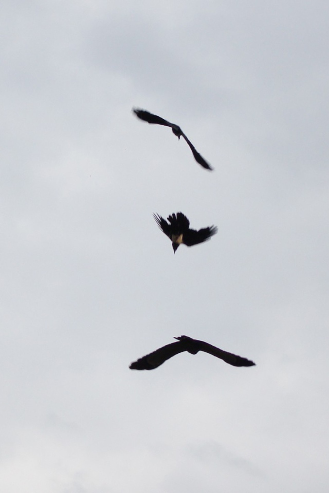 Три черных птицы в небе