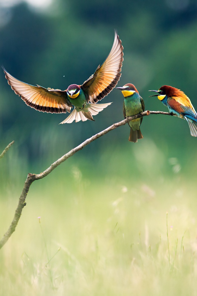 Три красочных щурка на ветке в поле