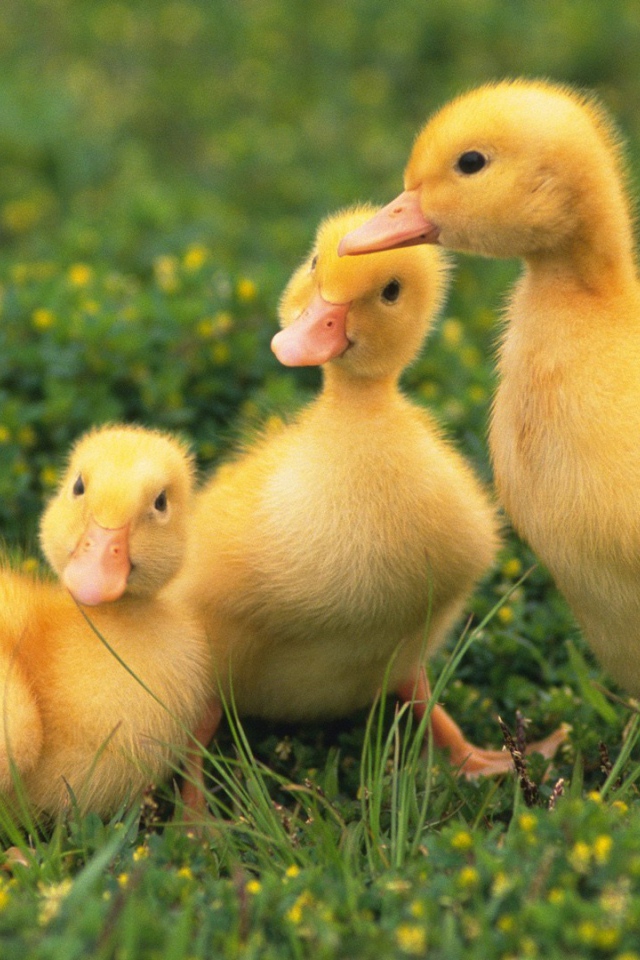 Три утенка сидят на траве