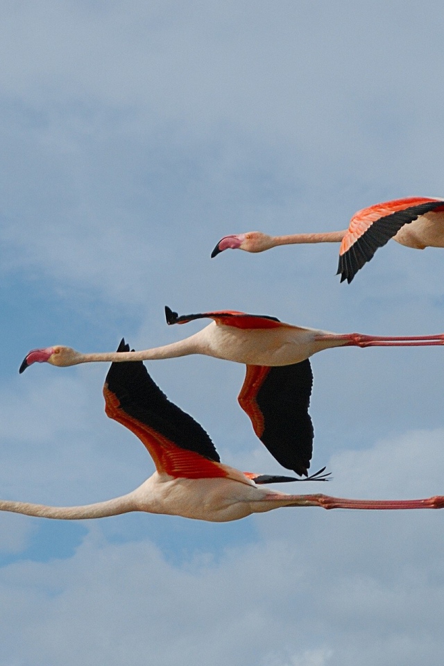 Три фламинго летят в небе