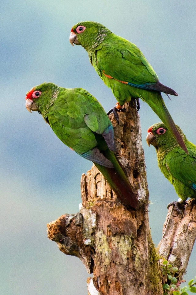 Три зеленых попугая на сухом дереве