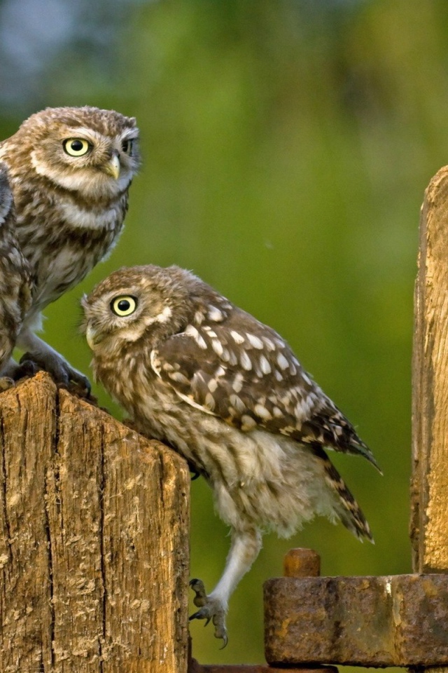 Три совы на деревянном заборе