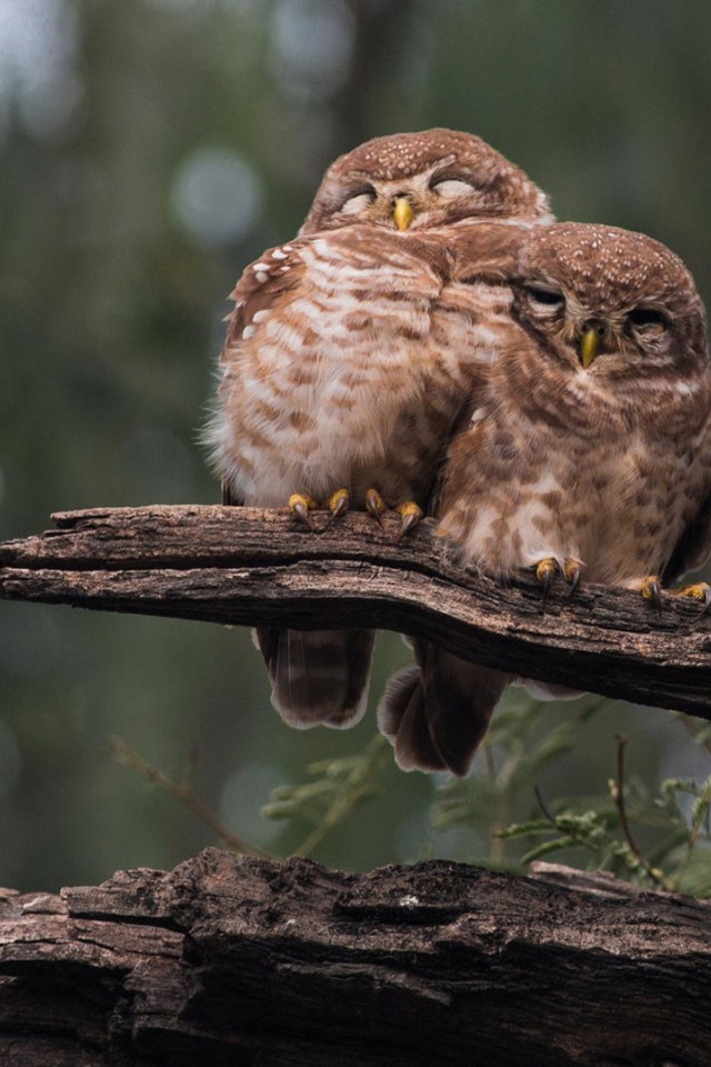 Три совы на старом дереве