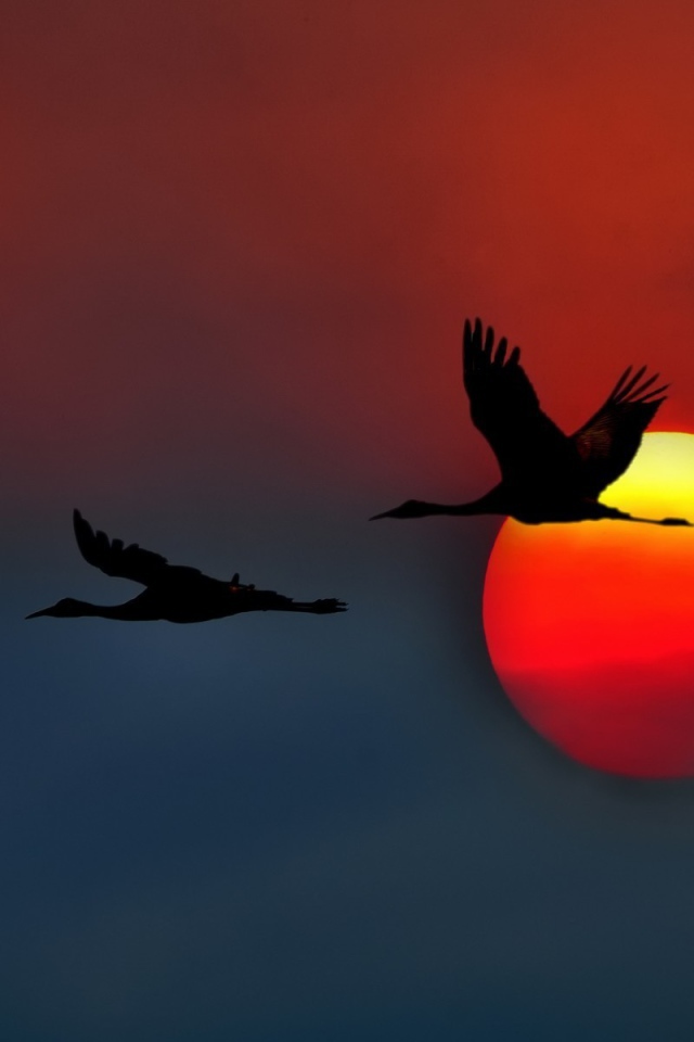 Три лебедя на фоне красного солнца