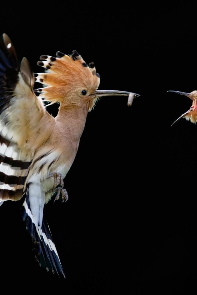 Дрозд кормит своего птенца