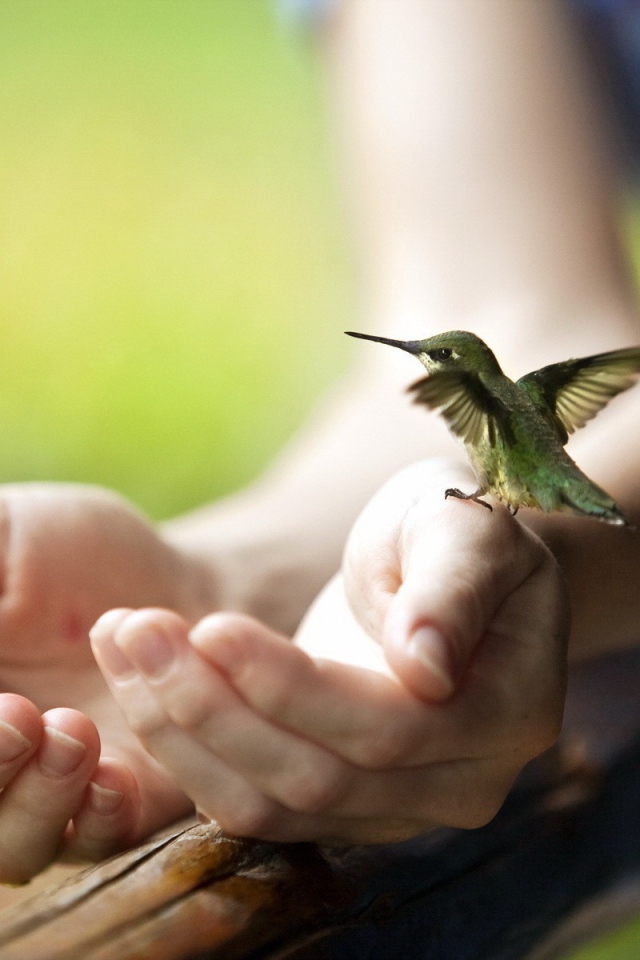 Крошечная колибри на руке