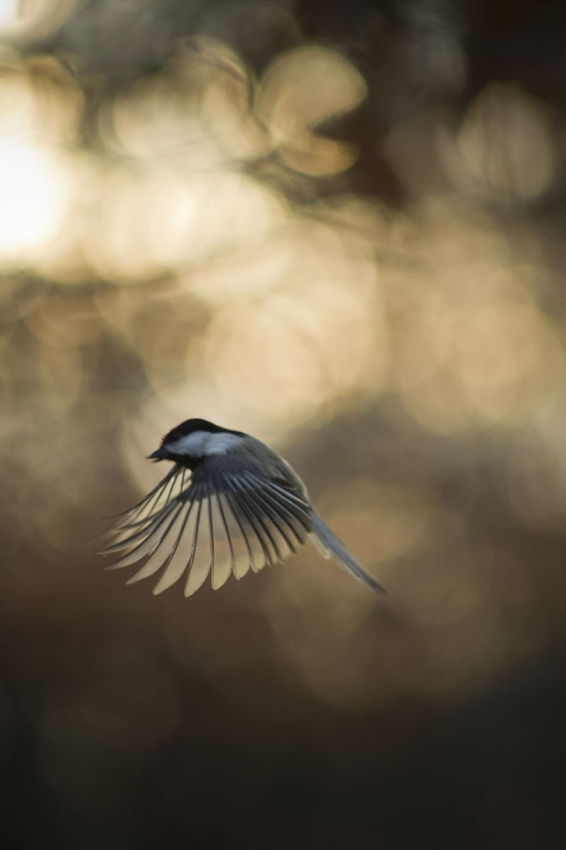 Синица во время полета