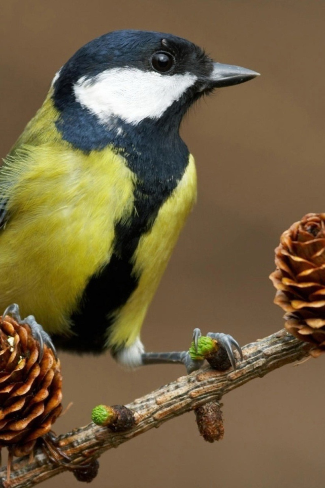 Синица на ветке с шишками