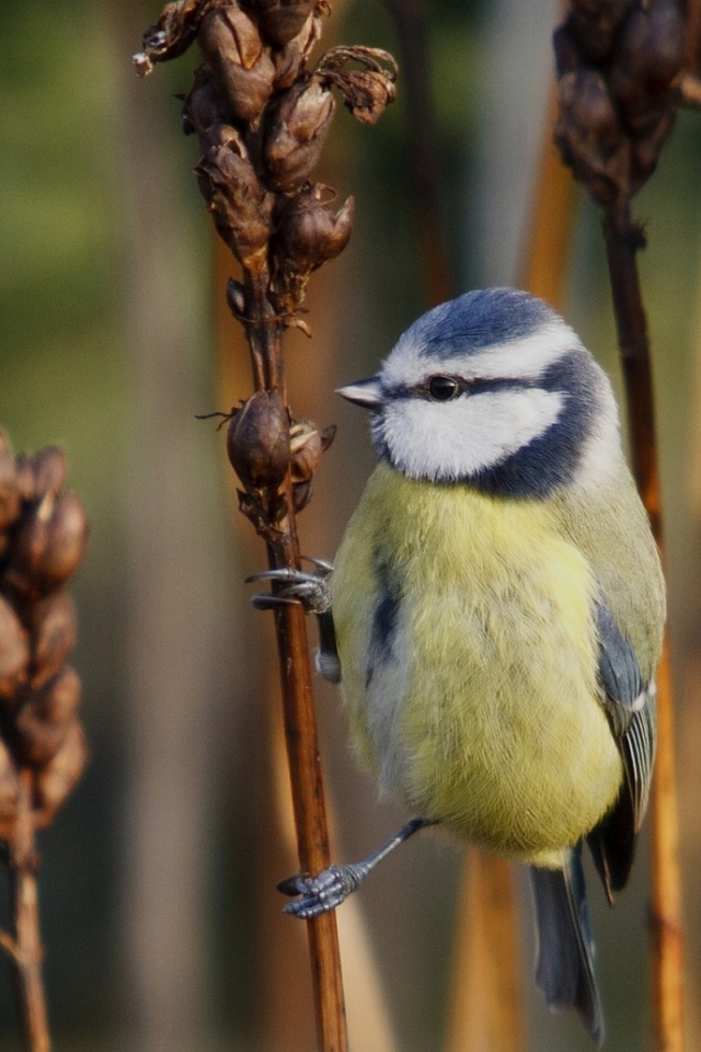 Синица на сухом колоске сорняка