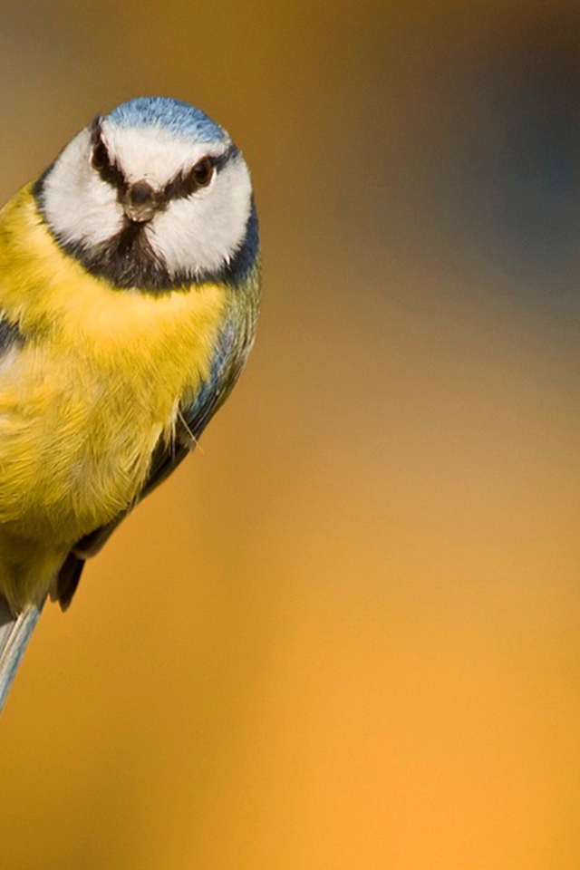 Синица ухватилась лапками за кору