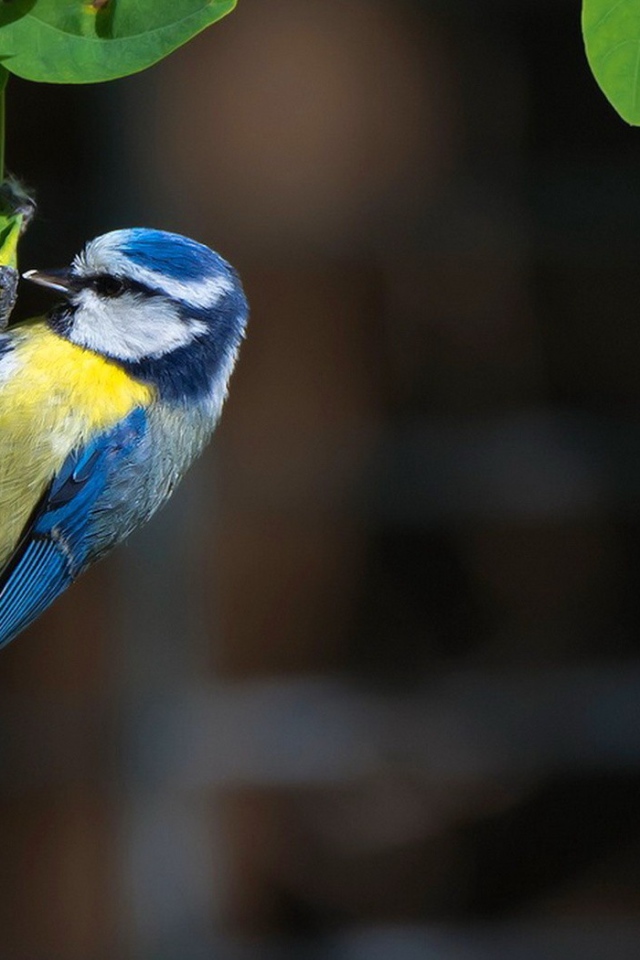 Синица сидит на зеленых листьях