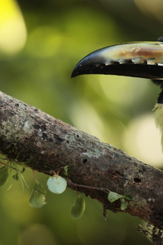 Тропическая птица с большим клювом