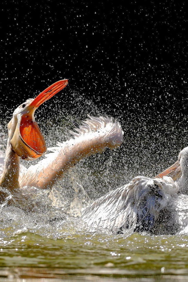 Две птицы резвятся в воде