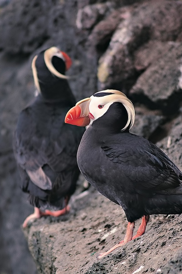 Два тупика на скале