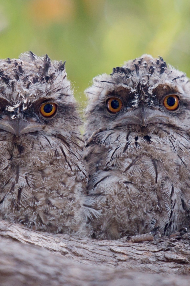 Два взлохмаченных совенка на коре дерева