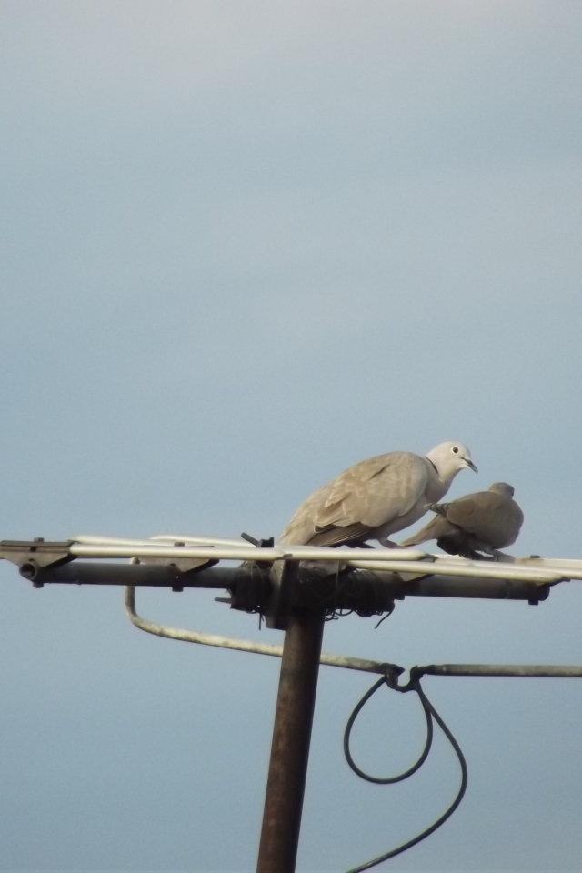 Два голубя на телевизионной антенне