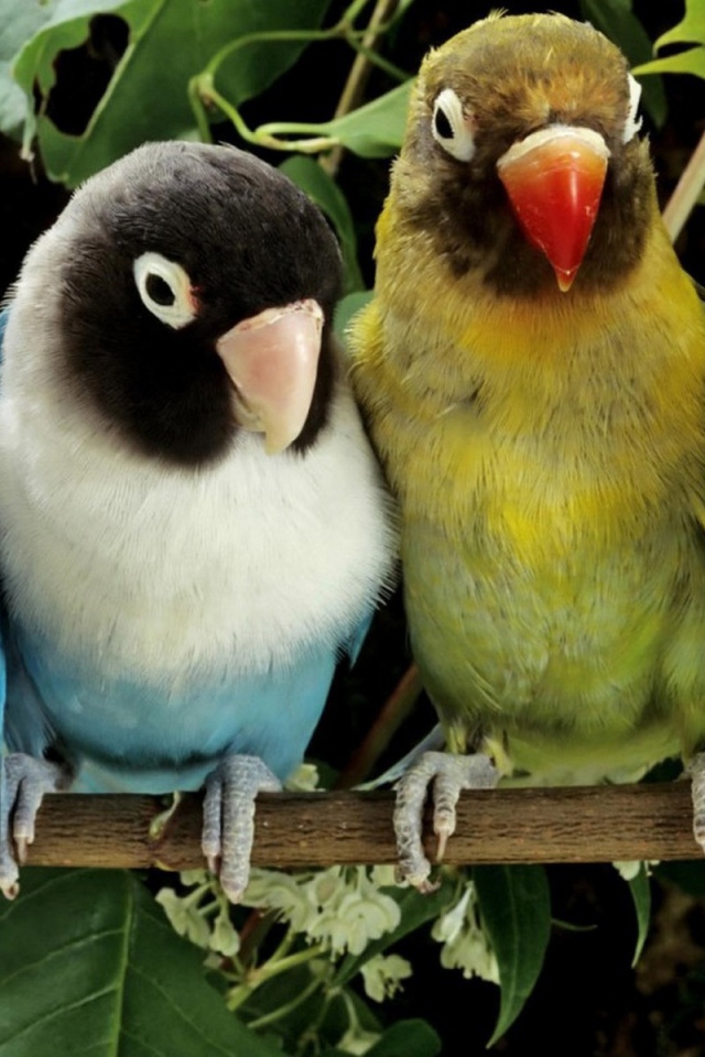Две пары попугаев