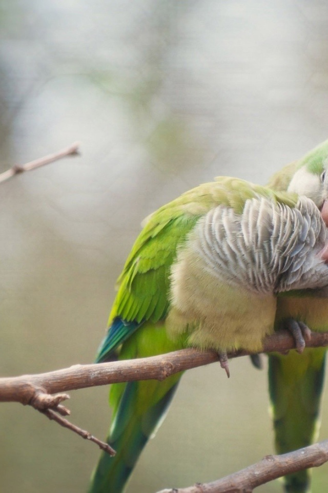 Два попугая чистят друг другу перья