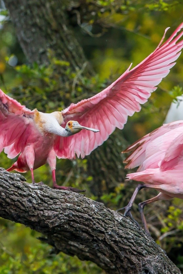 Две розовые птицы на дереве