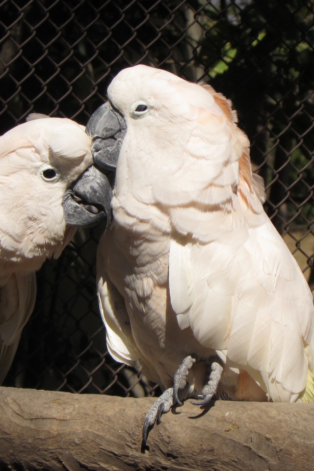 Два розовых попугая в клетке