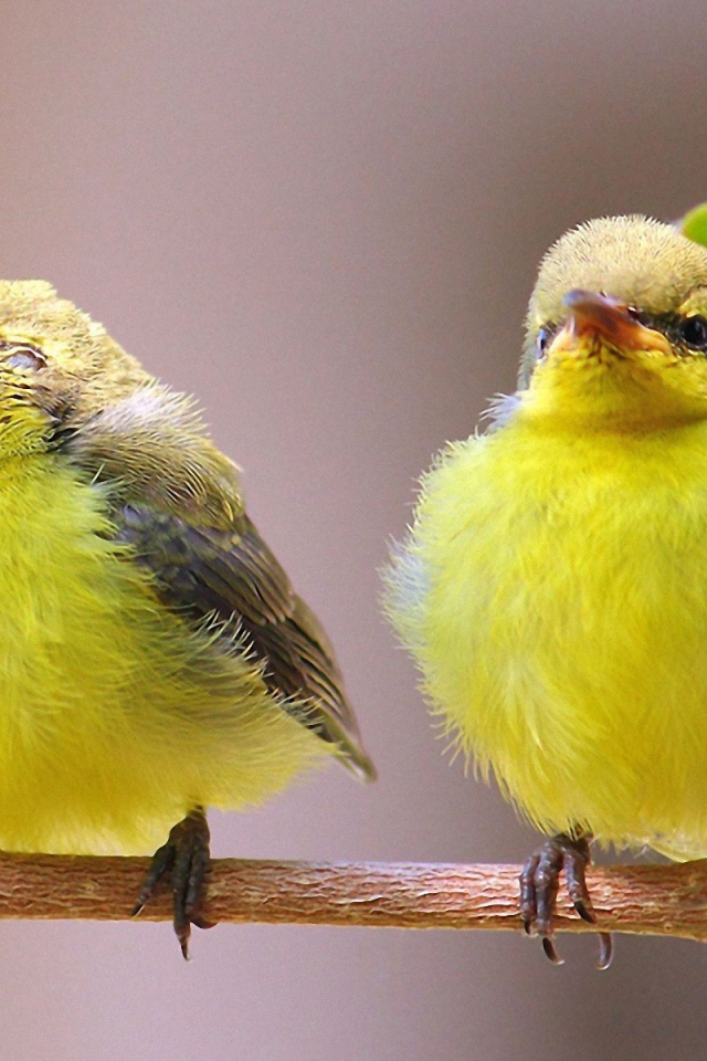 Две гордые желтых птички
