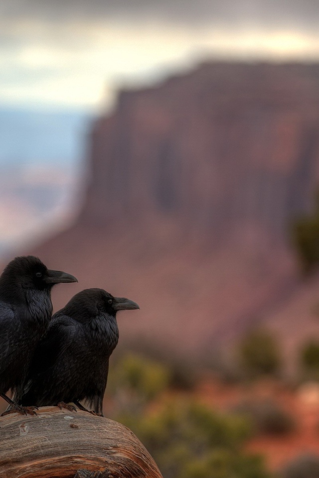 Два ворона в каньоне