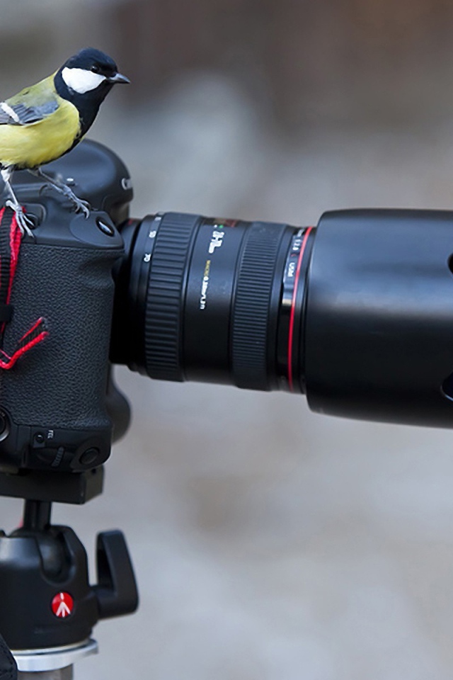 Две синицы на фотоаппарате