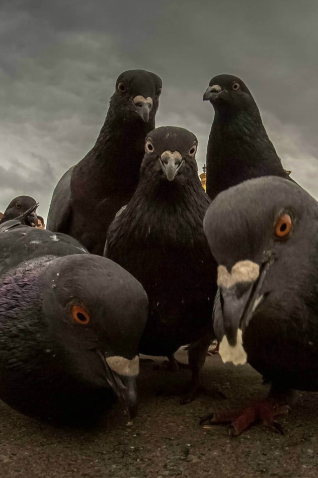 Городские голуби ищут пропитание