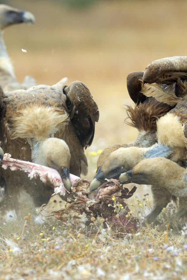 Стервятники нашли добычу