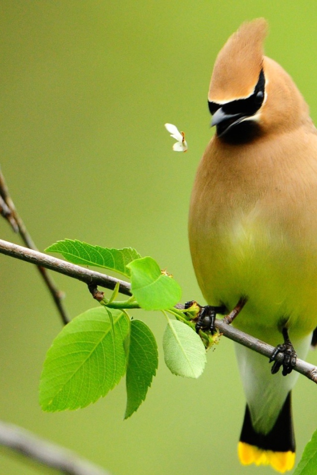 Свиристель на ветке