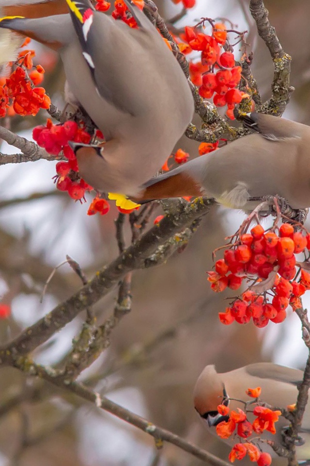 Свиристели лакомятся калиной