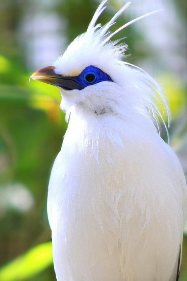 Белая птица на Бали