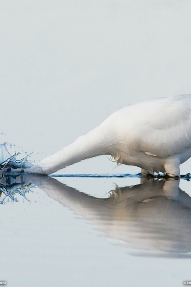 Белый гусь купается
